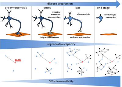 The Need for SMN-Independent Treatments of Spinal Muscular Atrophy (SMA) to Complement SMN-Enhancing Drugs